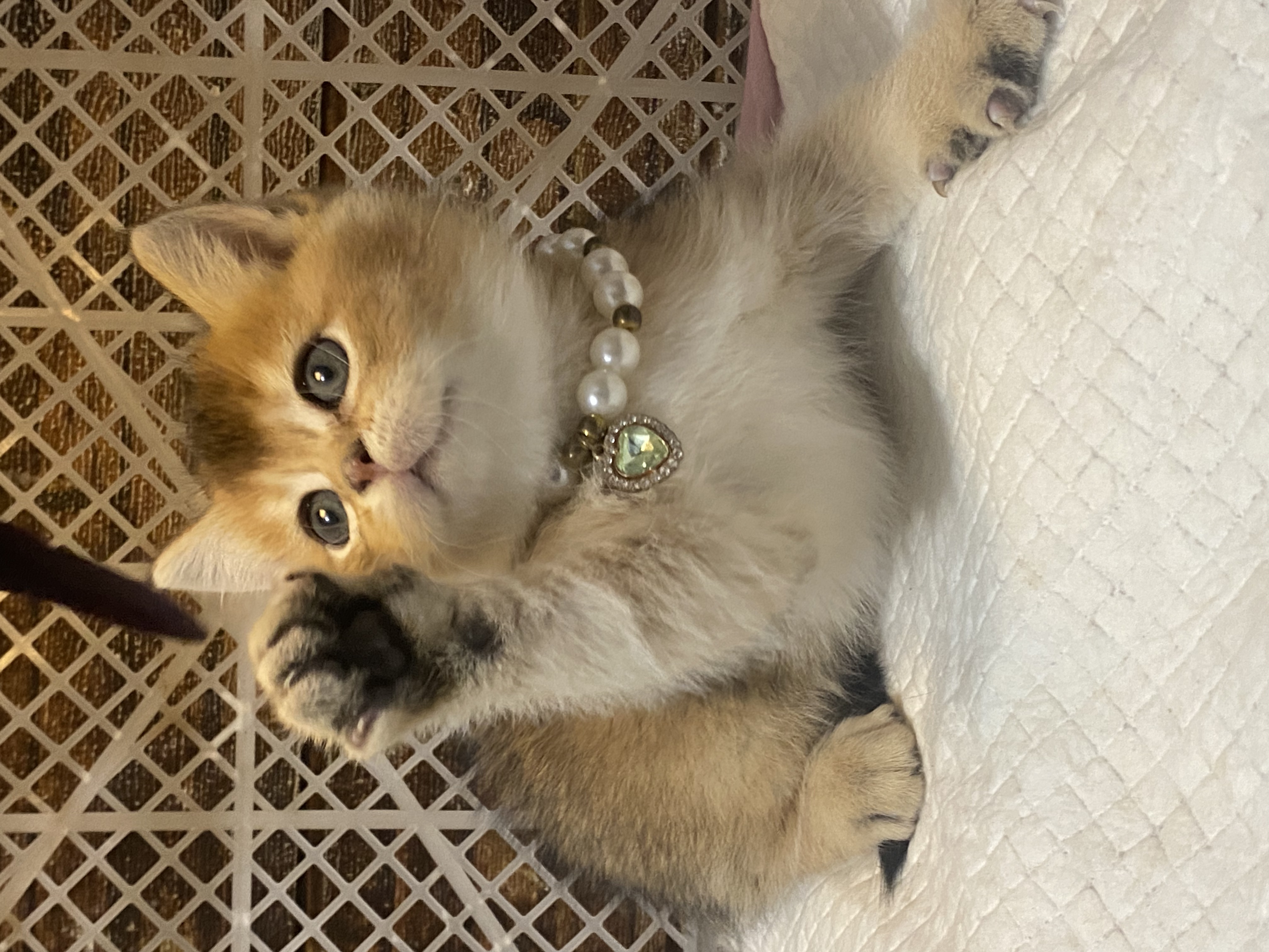 超肥超可爱～无病无藓～包一针疫苗内驱外驱过渡粮～